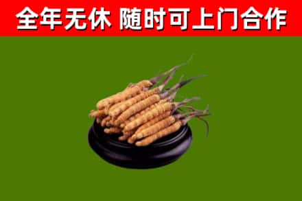 新沂回收冬虫夏草